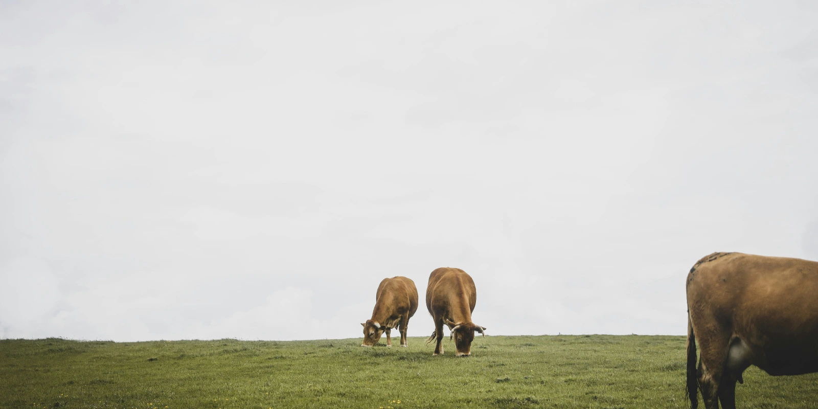Formation Psychopraticien à Distance : Ce Qu'il Faut Savoir